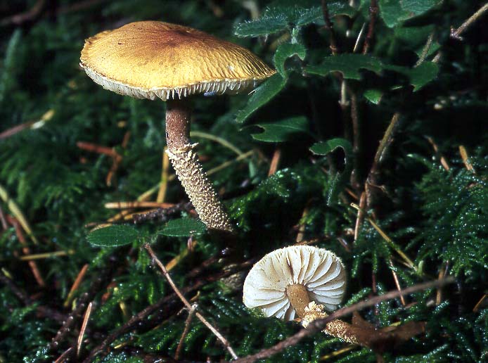 Cystoderma amianthinum